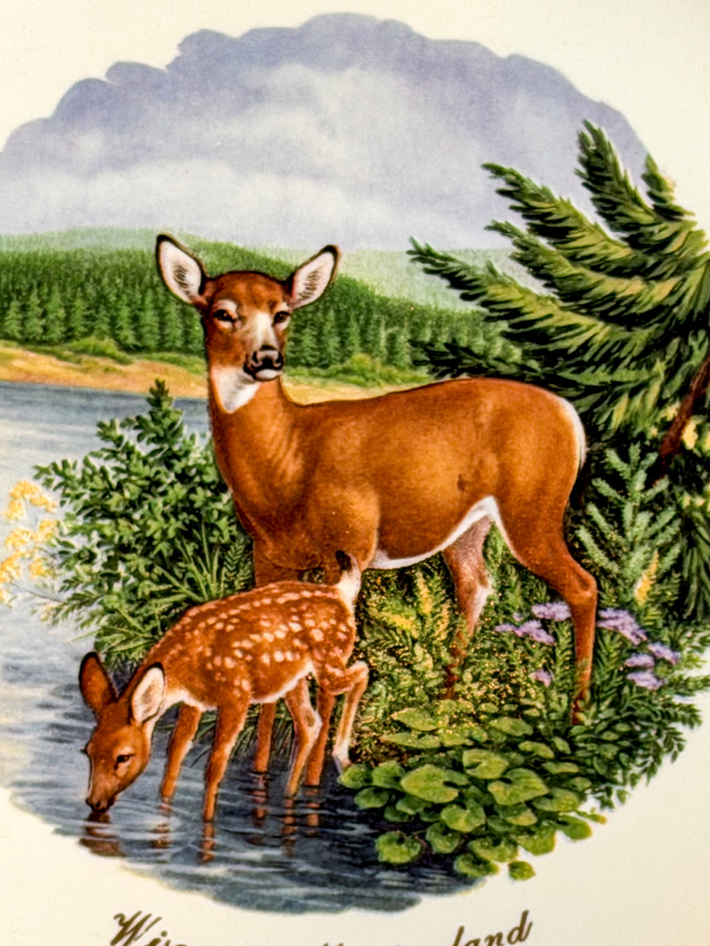Vintage Wisconsin Vacationland Deer & Fawn Souvenir Plate 9.25” Gold Trim Wildlife Decor